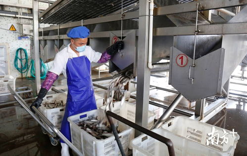 鯪魚罐頭出口逆勢上揚，中山食品企業迎全面復工熱潮